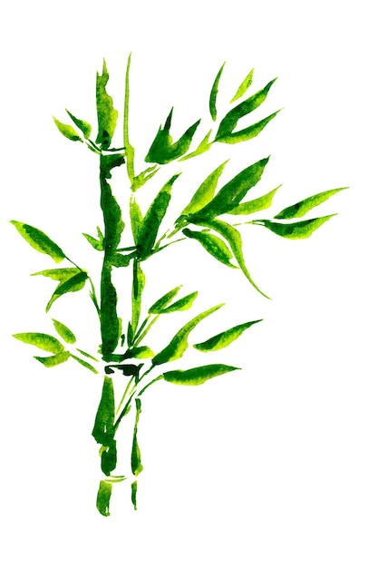 Abstract Green bamboo stems and leaves white background Watercolor hand drawing botanical illustration with copy space for art design or add text