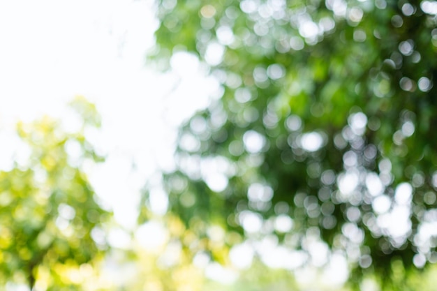 Abstract green bokeh of trees blurred nature background