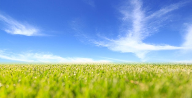 Abstract green field and blue sky