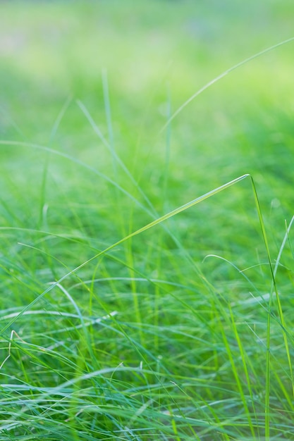 抽象的な緑の草の背景夏の自然