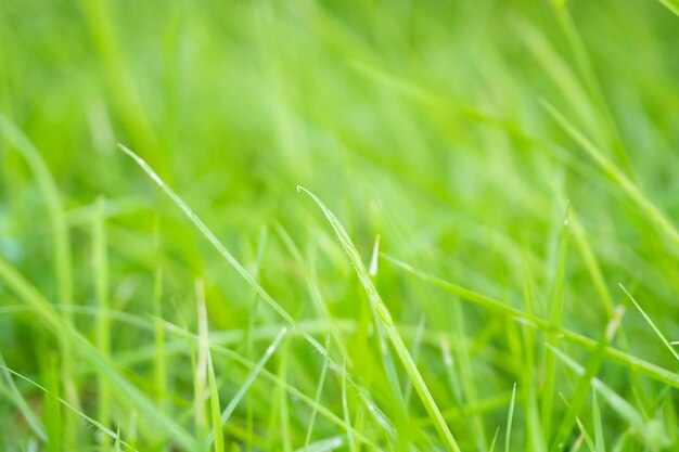 Abstract green grass close up blur background