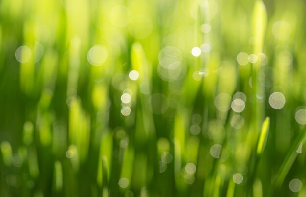 Abstract green grass natural background with bokeh selective focus High quality photo