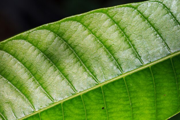 背景のための抽象的な緑の葉の質