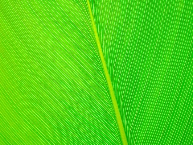 Abstract green leaf texture background