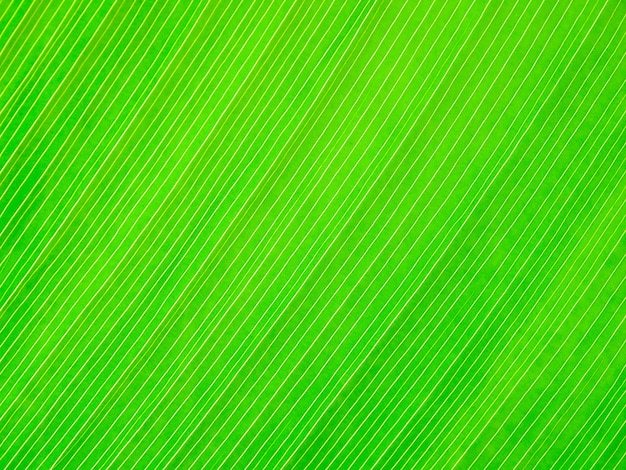 Abstract green leaf texture background