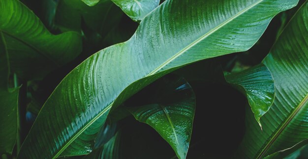 写真 抽象的な緑の葉のテクスチャ、自然の背景、熱帯の葉、自然の緑の植物、風景、環境、壁紙のコンセプトをクローズ アップ