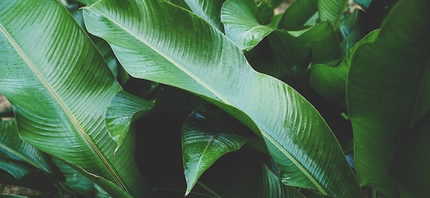 추상적인 녹색 잎 질감 자연 배경 열대 잎 자연 녹색 식물 풍경 환경 벽지 개념 클로즈업