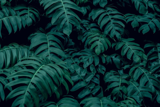 Photo abstract green leaf texture, nature background, tropical leaf