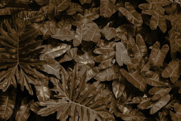 Абстрактная текстура зеленого листа, природа фон, тропический лист