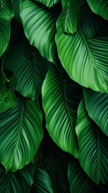 abstract green leaf texture nature tropic plant