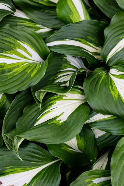 Photo abstract green leaf texture