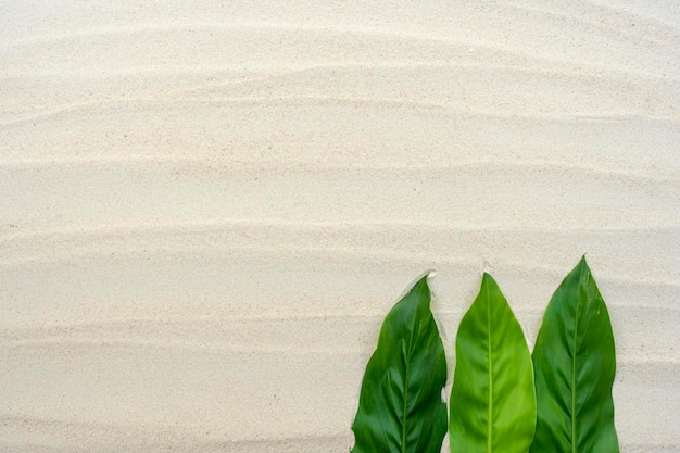 Abstract green leaves on sand background with copy space