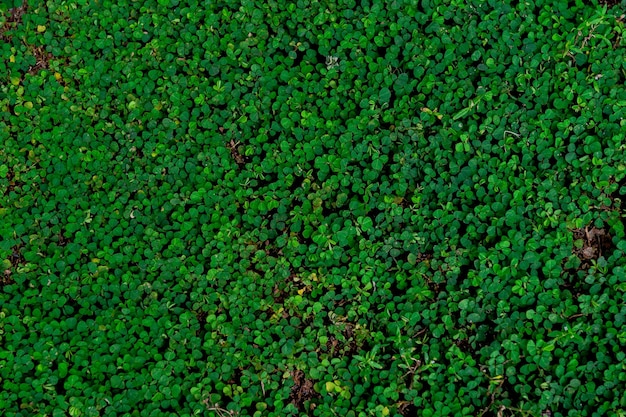 Abstract green leaves texture nature background