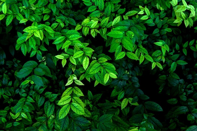 Abstract green leaves texture nature background