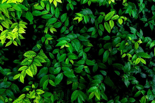 Abstract green leaves texture nature background