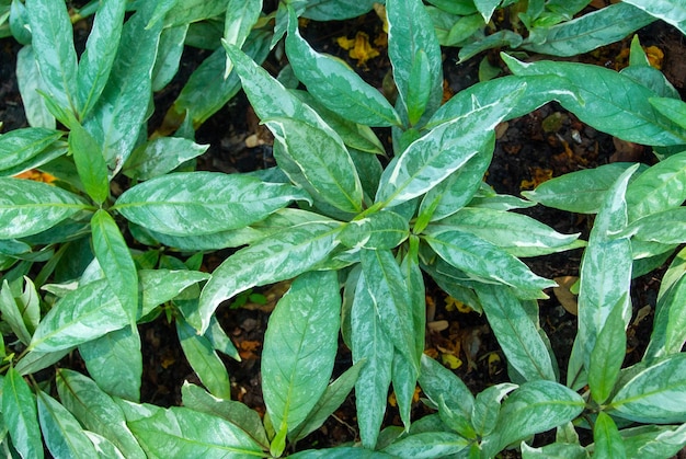 추상 녹색 잎 텍스처 자연 배경