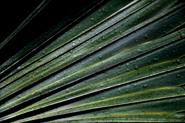 abstract green palm leaves nature with rain drop