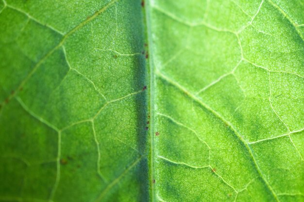текстура листьев абстрактного зеленого растения