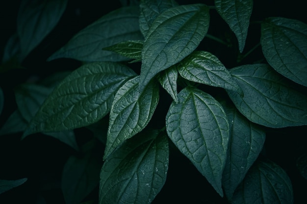 Struttura astratta delle foglie della pianta verde