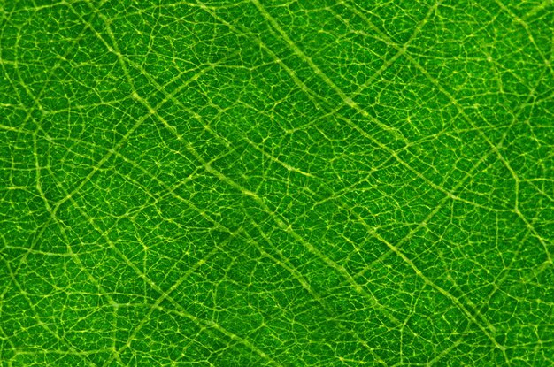 Abstract green texture for background