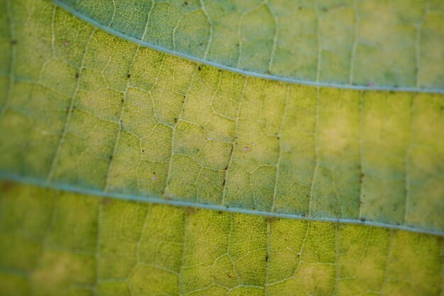 abstract green tree leaf texture in the nature