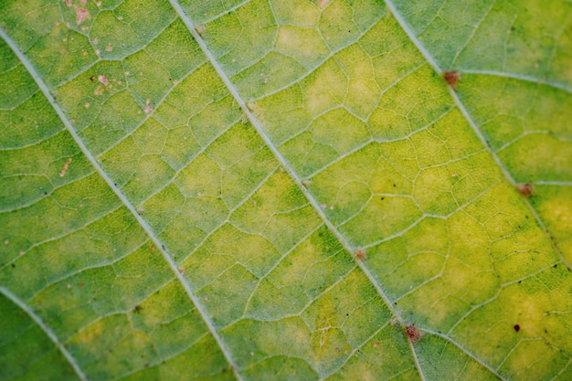 abstract green tree leaf texture in the nature