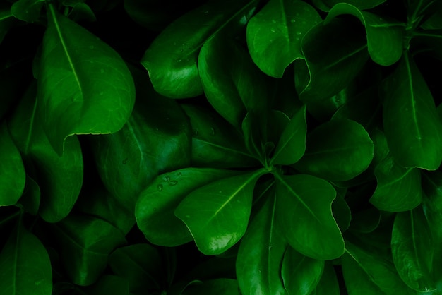 abstract groen blad textuur natuur achtergrond tropisch blad