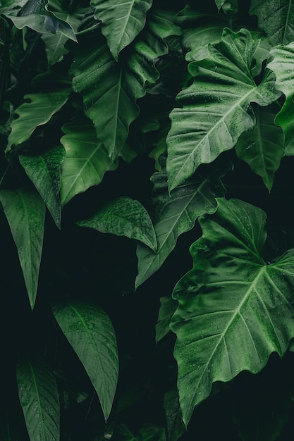 abstract groen blad textuur tropisch blad gebladerte natuur donkergroene achtergrond