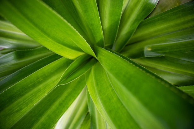 Abstract groen palmblad Close-up van tropische natuurtextuur Groene palm natuurlijke weergave