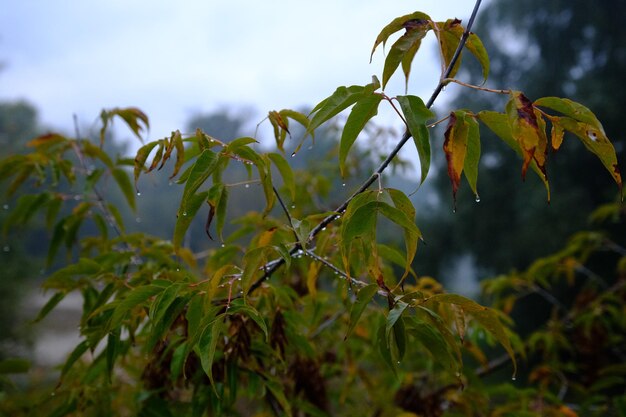 abstract herfst achtergrond regen bladeren behang park