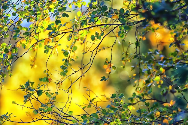 abstract herfst herfst achtergrond bladeren geel natuur oktober behang seizoensgebonden