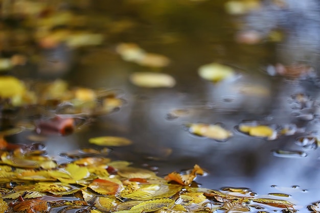 abstract herfst herfst achtergrond bladeren geel natuur oktober behang seizoensgebonden