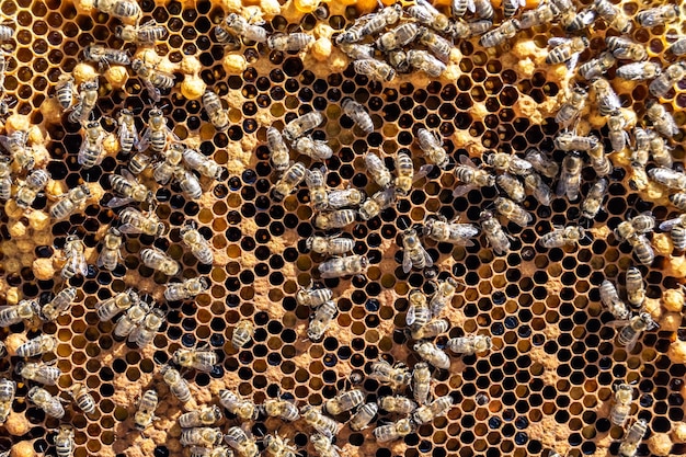 Abstract hexagon structure is honeycomb from bee hive filled with golden honey honeycomb summer composition consisting of gooey honey from bee village honey rural of bees honeycombs to countryside