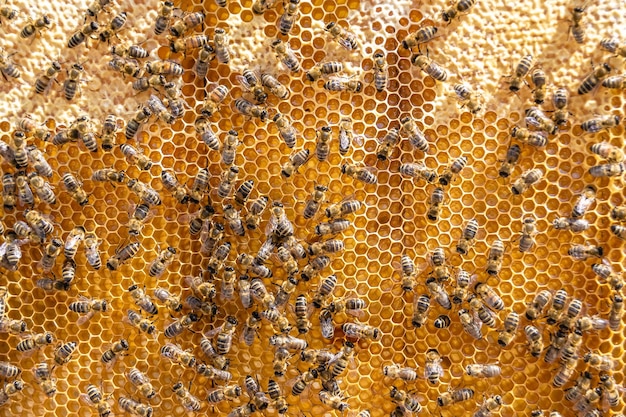 Abstract hexagon structure is honeycomb from bee hive filled with golden honey honeycomb summer composition consisting of gooey honey from bee village honey rural of bees honeycombs to countryside