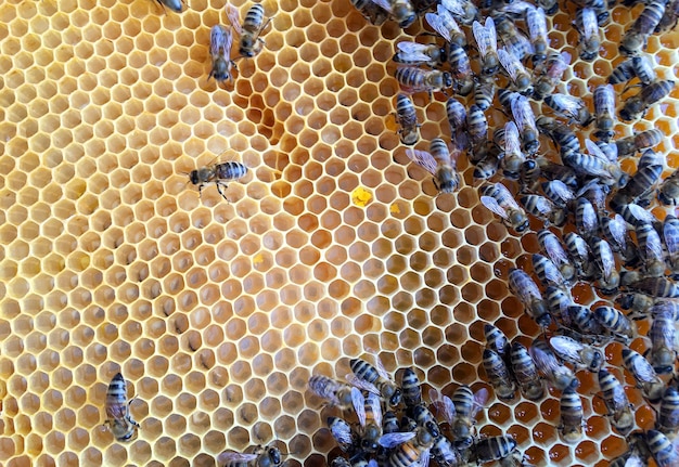 Abstract hexagon structure is honeycomb from bee hive filled with golden honey honeycomb summer composition consisting of gooey honey from bee village honey rural of bees honeycombs to countryside