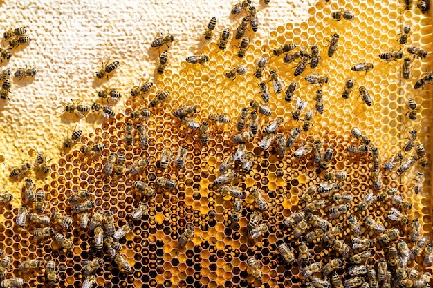 Фото Абстрактная шестиугольная структура - это соты из пчелиного улья, заполненные золотым медом. летний состав сотов, состоящий из липкого меда из пчелиной деревни, меда из сельской местности, сотов пчел в сельской местности.