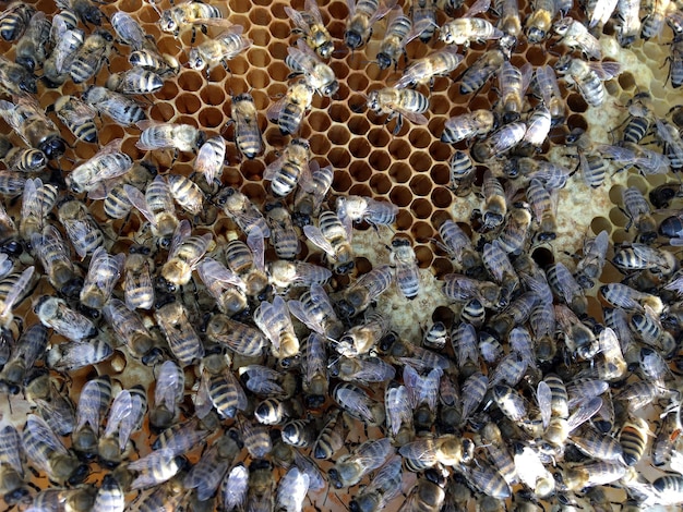 Abstract hexagon structure is honeycomb from bee hive filled with golden honey