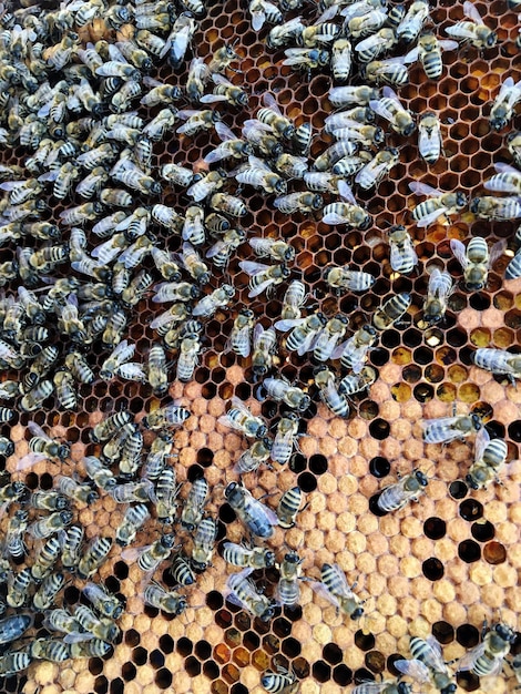 抽象的な六角形の構造は、金色の蜂蜜で満たされたミツバチの巣からのハニカムです