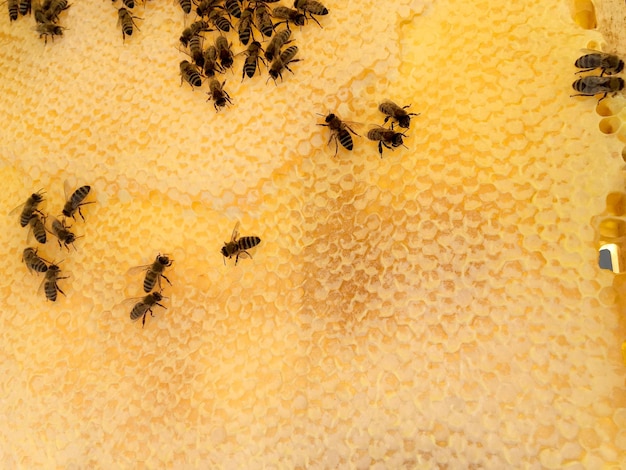 Abstract hexagon structure is honeycomb from bee hive filled with golden honey