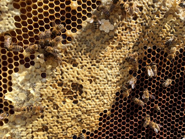 抽象的な六角形の構造は、金色の蜂蜜で満たされたミツバチの巣からのハニカムです