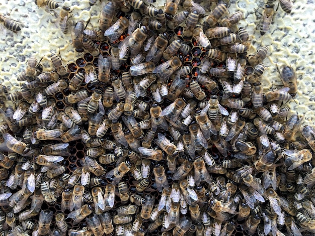 抽象的な六角形の構造は、金色の蜂蜜で満たされたミツバチの巣からのハニカムです