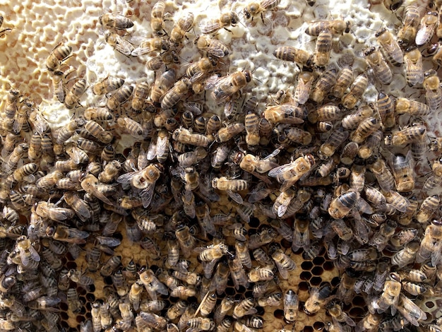 Abstract hexagon structure is honeycomb from bee hive filled with golden honey