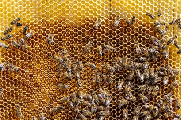 Abstract hexagon structure is honeycomb from bee hive filled