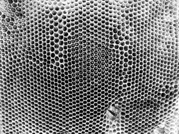 Abstract hexagon structure is honeycomb from bee hive