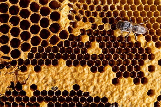 abstract honeycomb with bee texture background