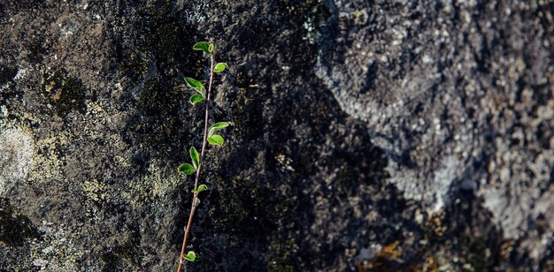 抽象的な水平方向の背景、苔と地衣類で覆われた灰色の石。荒い岩の表面と緑の小枝、クローズアップ。