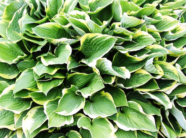 Abstract image of leaves in nature, summer day