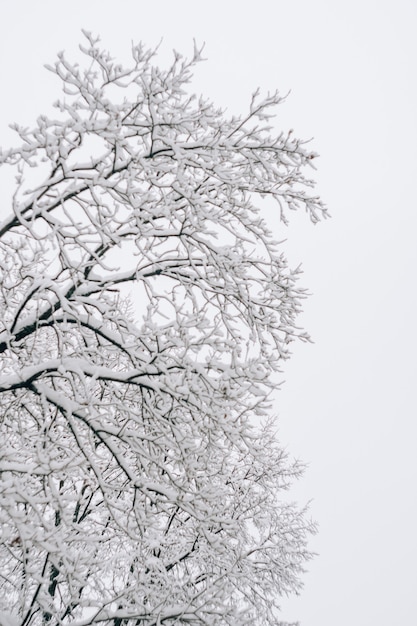 新雪に覆われた黒い枝の抽象的な風景