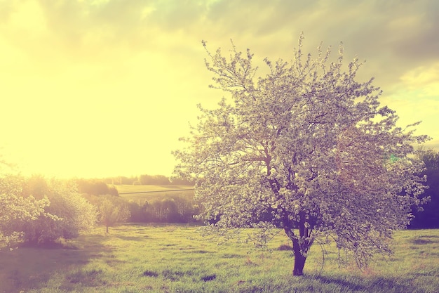 abstract landscape in the spring apple garden, beautiful seasonal background