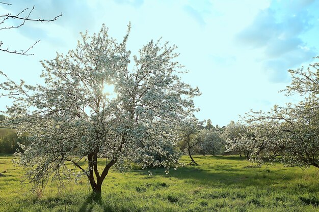 abstract landscape in the spring apple garden, beautiful seasonal background